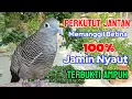 Download Lagu Perkutut lokal gacor RAJA PIKAT memanggil lawan Ahlinya bikin burung perkutut gacor nyaut