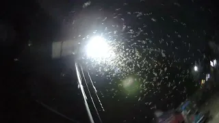 উই পোকার উড়ে মনের সুখে