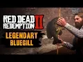 Red Dead Redemption 2 Legendary Fish - Legendary Bluegill