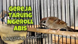 Download KONSLET‼️MASTERAN Burung GEREJA TARUNG Ngeroll Abis Durasi Panjang SUARA JERNIH | Kicau Tembak MP3