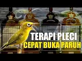 Terapi burung pleci cepat buka paruh / simulasi lomba pleci g12 g16