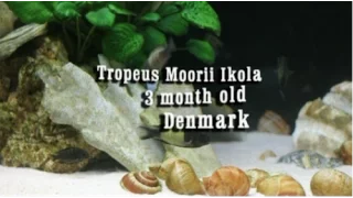 Download Tropheus Moorii Ikola 3 month old MP3