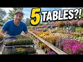 Lowe s Just Got 5 Tables of Monrovia Plants I Only Made It Through ONE