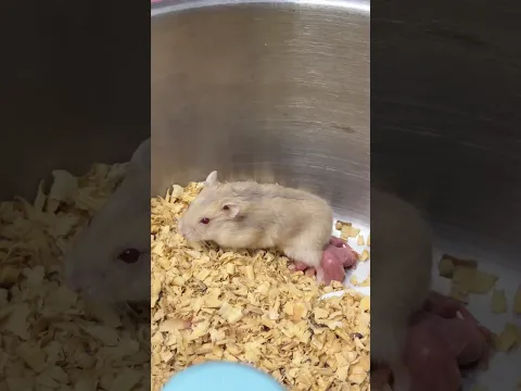 Hamster Mom to 4 Adorable Babies 🐹💕