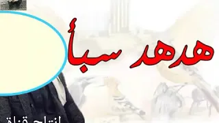 هدهد سبا اليمن السعيد 