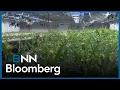 Curaleaf CEO calls U S DOJ decision biggest change in 55 years