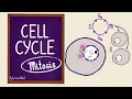 Cell Cycle Mitosis Cell Division Cell Biology