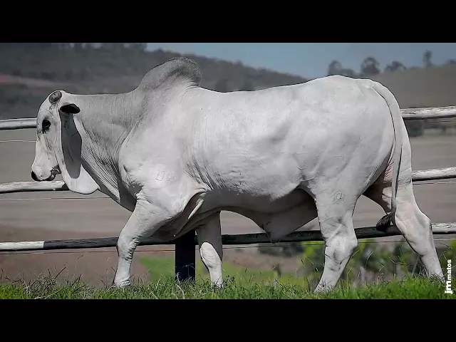 Touro Nelore SGN - 2522