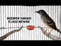 Download Lagu Masteran ciblek ngebren variasi