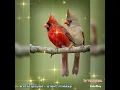 ฝากใจไปกับนก - น่านฟ้า กาฬสินธุ์ (นอนหลับฝันดี ราตรีสวัสดิ์ครับผม)