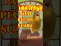 Download Lagu PANCINGAN KENARI PAUD AGAR BUNYI | CANARY SINGING