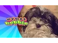 Download Lagu Liedjes met Ernst en Bobbie - Mijn Lieve Kleine Hond