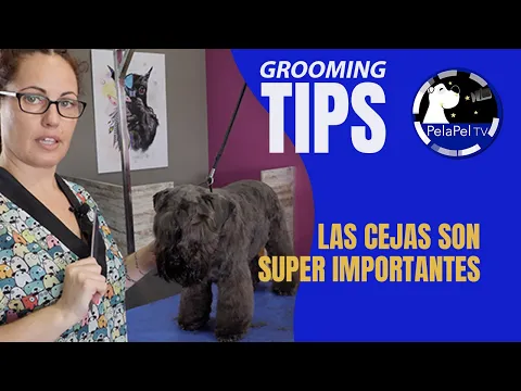 Download MP3 Dog grooming tips de PELUQUERÍA CANINA schnauzer mini, carita bonita Schnauzer con VANESSA MUÑOZ