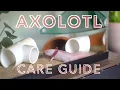 AXOLOTL CARE GUIDE how to care for an axolotl for beginners