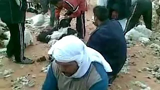 موسم الجز في الجنوب التونسي 