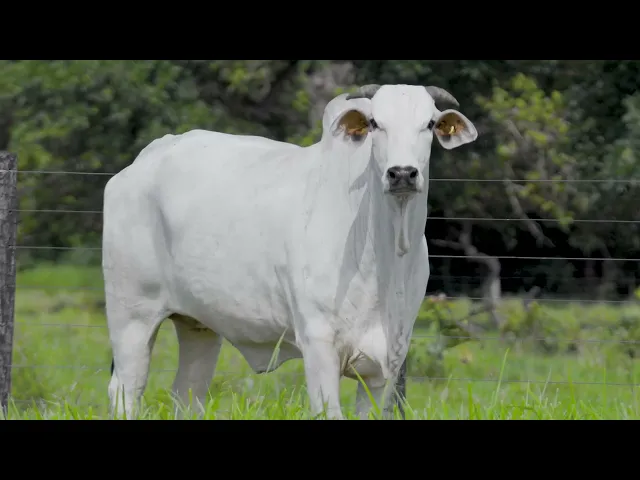 Matriz Nelore LSA - 307