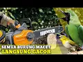 SUARA BERISIK GERINDA \u0026 GERGAJI MESIN TERAPI BURUNG MACET