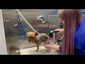 Grooming in a Mobile Van Wag n Tails Van Super Sudser Bathing System Clipper Vac and more