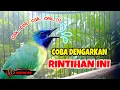 Download Lagu Efektif terapi cucak kinoi gacor untuk pancingan cucak kinoi Bahan ampuh