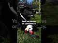 Kylo s Morning Routine
