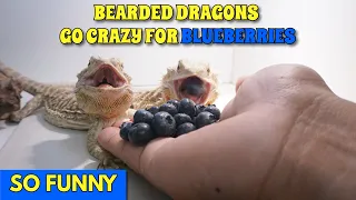 Bearded Dragons Go Crazy For Blueberries What Fruits Do Beardies Like