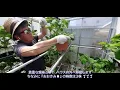 [Home gardening] Strawberry cultivation June 4. Making seedlings Part 1: Removing the plants