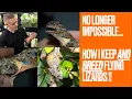 How I Keep and Breed Flying Lizards Draco