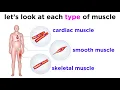 Types of Tissue Part 3 Muscle Tissue