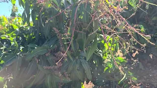 Como foi feito o cultivo da Manga 🥭 🥭 🥭