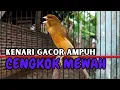 Download Lagu PANCINGAN KENARI GACOR  Cuit CUIT NGEROLL COCOK UNTUK PANCINGAN \u0026 MASTERAN Kenari PAUD AGAR BUNYI