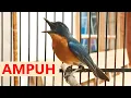 Download Lagu Burung tledekan gunung gacor PIKAT‼️ Suara MASTERAN sulingan bakau jongkangan srdc bahan agar BIRAHI