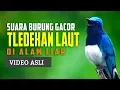 Download Lagu Indahnya Suara Burung Tledekan Laut Di Alam Liar