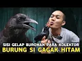 Download Lagu BUKAN BURUNG PENANDA KEMATIAN !!  INI DIA SISI GELAP SELAIN MENYALURKAN HOBI GAGAK HITAM