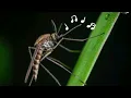 Mosquito Sound Effects//Insects sounds