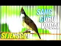 Download Lagu beset marem masteran burung