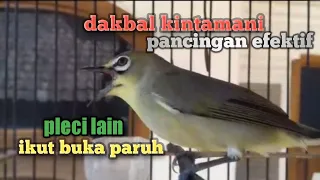 pleci dakbal kintamani gacor buka paruh
