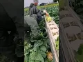 Lagu Pertanian modern panen sayur kembang kol dengan mesin canggih #shorts