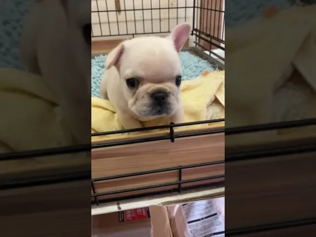 動画