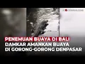 Lagu Heboh! Buaya Hidup Ditemukan di Gorong-gorong Kota Denpasar | OneNews Update