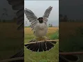 Download Lagu Suara burung Kutilang Gacor Garuda dan Menekan Rapat Burung Kutilang Liar