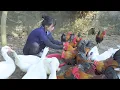 Download Lagu Amazing: chicken harvesting process \u0026 Go to Market Sell Sell For Villager | Farm Girl Life