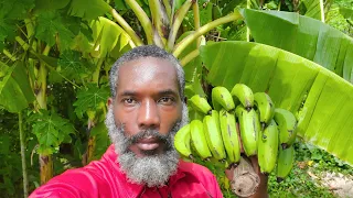 Just 1 Finger of Green Banana Is Worth GOLD! (Most People Don’t Know This)