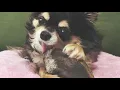 You've Got a Friend in Me【歌ってみた/和訳】トイ・ストーリー 君はともだち