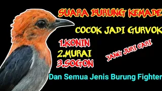 masteran kemade full besetan cocok jadi gurvok