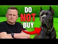 The Hard Truth About The Cane Corso - NOT for You