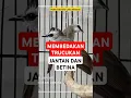 Download Lagu perbedaan trucukan jantan dan betina #membedakantrucukan #trucukangacor #memilihtrucukan #trucuk
