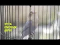 Download Lagu Pancingan lovebird ngetik ngekek panjang ampuh gacor