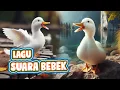 Download Lagu LAGU SUARA BEBEK