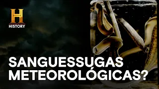 Sanguessugas previam o tempo? 👀| STRANGEST THINGS | HISTORY