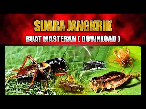 Download MP3 SUARA JANGKRIK MASTERAN BURUNG DAN PENGUSIR TIKUS